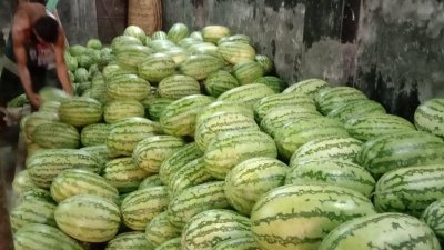বাজারে পাইকারি ও খুচরায় আকাশ-পাতাল ব্যবধানে বিক্রি হচ্ছে তরমুজ