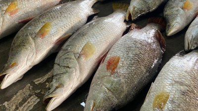 জেলের জালে ধরা পড়া কোরাল
