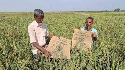 যেসব কৃষক বাংলাদেশ কৃষি উন্নয়ন করপোরেশনের ব্রি-ধান ৮৮ জাত চাষ করেছেন, তারা পড়েছেন বিপাকে