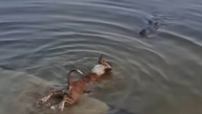 বাগেরহাটের হজরত খানজাহান (রহ.)-এর মাজারের দিঘিতে একটি কুকুরকে কুমিরের টেনে নিয়ে যাওয়ার ঘটনায় তদন্ত কমিটি গঠন করেছে জেলা প্রশাসন