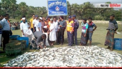 ইলিশের জাটকা (ফাইল ছবি)