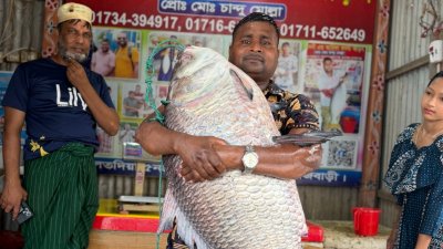 পদ্মা নদীতে ধরা পড়া বিশাল আকৃতির কাতল মাছ