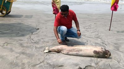 পটুয়াখালীর কুয়াকাটা সমুদ্রসৈকতে আবারও ভেসে এলো মৃত ডলফিন
