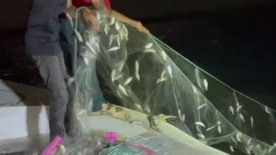 নিষেধাজ্ঞার মধ্যেও ধরা হচ্ছে জাটকা