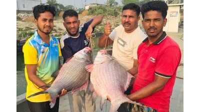 জেলের জালে ধরা পড়া কাতল মাছ