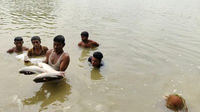 মরে ভেসে ওঠা মাছ