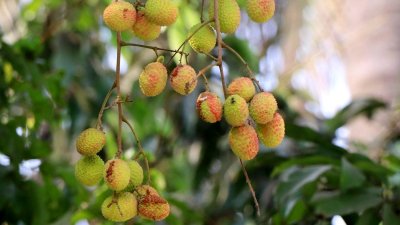 রোদে ফেটে যাচ্ছে লিচু
