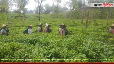 চা বাগান ও শ্রমিক (ফাইল ছবি)