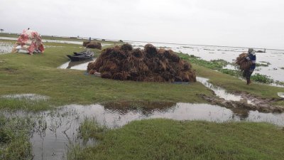 মৌলভীবাজারে টানা বৃষ্টি আর পাহাড়ি ঢলে পানিতে ডুবে হাকালুকি হাওর এবং মনু প্রকল্পের ভেতর কাউয়াদিঘি হাওরের ২ হাজার ১৬০ হেক্টর জমির ফসল নষ্ট হয়েছে