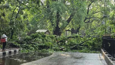 যমুনার সামনের সড়কে বড় একটি গাছ ভেঙে পড়ে