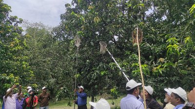 বিষমুক্ত আম সংগ্রহের উদ্বোধন