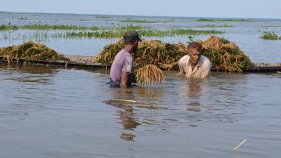 টানা বৃষ্টিতে মৌলভীবাজারে ৫০ কোটি টাকার বোরো ধানের ক্ষতি