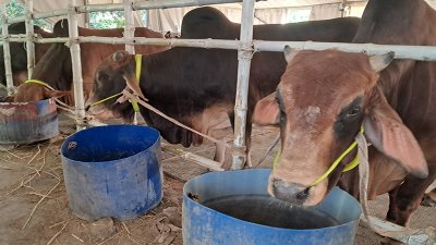 ডেমরা স্টাফ কোয়ার্টারের ত্রিমোহীনি ব্রিজ সংলগ্ন বাণিজ্যিকভাবে গড়ে উঠা সামারাই ক্যাটল ফার্মে সারিবদ্ধভাবে গরু রাখা হয়েছে। ছবি: বাংলা ট্রিবিউন