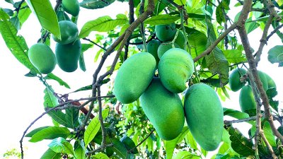 রাজশাহীর গাছে আম