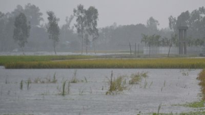 অতিভারী বর্ষণের ফলে জেলাজুড়ে বোরো ক্ষেত নিমজ্জিত হওয়ার আশঙ্কা দেখা দিয়েছে