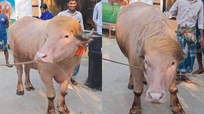 ‘ডোনাল্ড ট্রাম্প’ নামের মহিষ