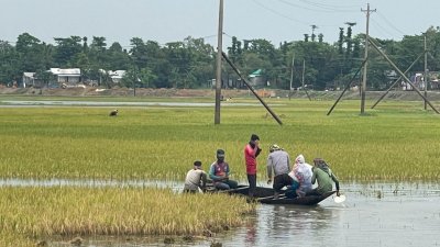 প্রথম দফার বৃষ্টি ও উজানের ঢলে ডুবে যাওয়া হাওরের ধান