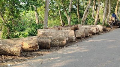 ফরিদপুরে কেটে ফেলা গাছ