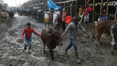 বৃষ্টিতে গাবতলীর পশুর হাটে কাদা পানি জমে চরম ভোগান্তি।