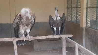 শ্রীমঙ্গলের বন্যপ্রাণী সেবা ফাউন্ডেশন থেকে খাঁচার ভেতরে রাখা দুটি শকুন  (ছবি: বাংলা ট্রিবিউন)