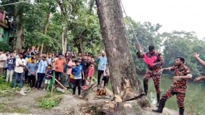 কেটে ফেলা হয়েছে সেই গাছ
