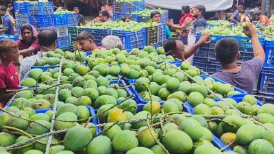 রাজশাহীর সবচেয়ে বড় আমের মোকাম বানেশ্বর হাটে জমে উঠেছে কেনাবেচা