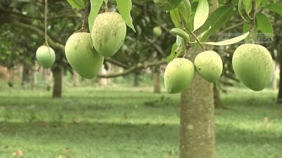 রংপুরের ব্র্যান্ডে পরিণত হয়েছে হাঁড়িভাঙা আম
