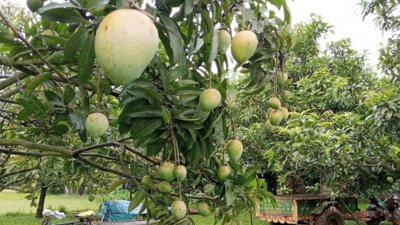 এ বছর ২০০ কোটি টাকার হাঁড়িভাঙা আম বিক্রির আশা করছেন কৃষি কর্মকর্তারা