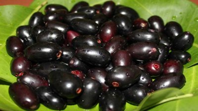 কালো জামের প্রতীকী ছবি