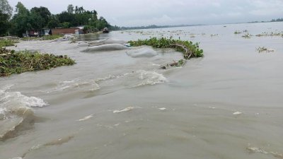 নাগেশ্বরী উপজেলার বামনডাঙা ইউনিয়নের মালিয়ানিরপার এলাকায় বন্যা নিয়ন্ত্রণ বাঁধের একটি অসম্পন্ন অংশ দিয়ে কৃষিজমিতে পানি ঢুকছে আজ