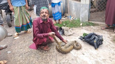 রাসেল কবিরাজ নামের এক বন্যপ্রাণীপ্রেমী ঘটনাস্থলে পৌঁছে সাপটিকে উদ্ধার করেছেন