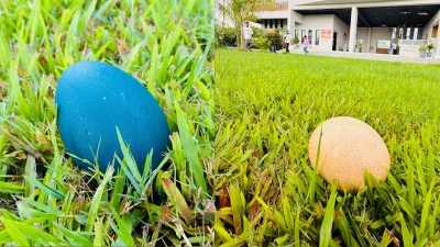 উটপাখি ও এমু পাখির ডিম