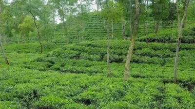 চা বাগান