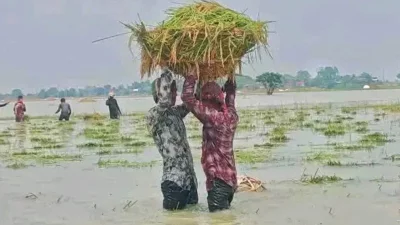 প্রতিবছর আগাম বৃষ্টিতে পানিতে তলিয়ে যায় সুনামগঞ্জের বোরো ক্ষেত (ফাইল ছবি)
