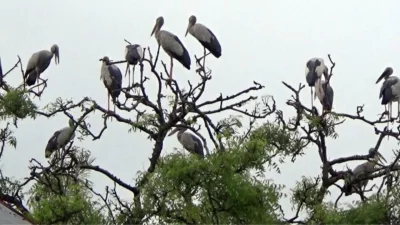 নীলফামারী জেলার চিলাহাটির পশ্চিম ডাঙ্গাপাড়া এখন পাখি গ্রম নামে পরিচিতি (ছবি: সংগৃহীত)