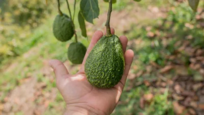 অ্যাভোকাডোর রাজধানী মেক্সিকোর উরুয়াপান (ছবি: সংগৃহীত)