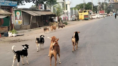 যশোরের শার্শা উপজেলার একদল কুকুর