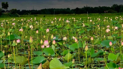 বর্ষা এলেই যেন বদলে যায় ব্রাহ্মণবাড়িয়ার আখাউড়া উপজেলার ত্রিপুরা সীমান্তঘেঁষা ধর্মনগর কালীবাড়ী পদ্মবিল