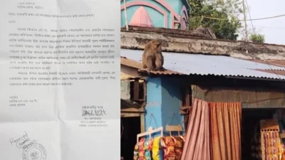 বানরের উৎপাতে এমন অসহায় জীবনযাপন করছেন নাটোর পৌরসভার ২ নম্বর ওয়ার্ডের বাসিন্দারা