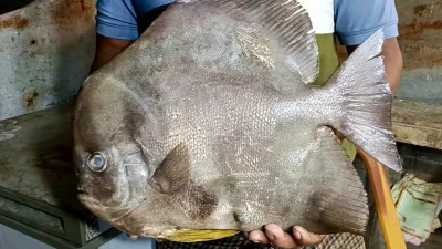 বিরল প্রজাতির ‘কিং চান্দা’