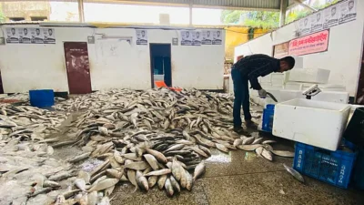জেলের জালে ধরা পড়া ইলিশ