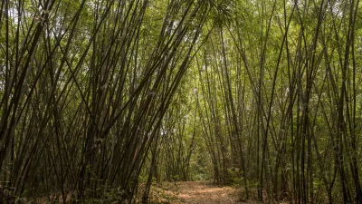 বাঁশ (ছবি: সংগৃহীত)
