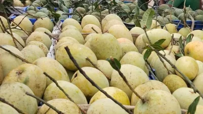 কানসাট বাজারে এখনও আমের জমজমাট ব্যবসা চলছে