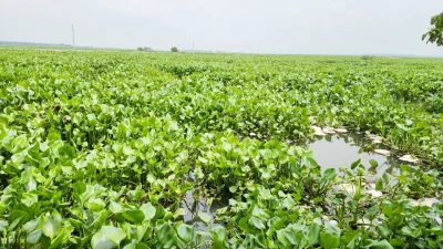 কৃষিজমিতে কচুরিপানা