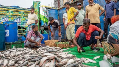 ইলিশ নিলামের তোলার জন্য প্রস্তুত করছেন বাংলাদেশি মৎস্যজীবীরা। ছবি: সংগৃহীত
