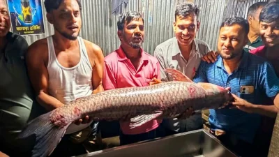 জেলের জালে ধরা পড়া ২৪ কেজি ওজনের মাছ