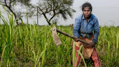আখ ক্ষেতে কাজে ব্যস্ত এক আদিবাসী নারী। ছবি: উই ক্যান