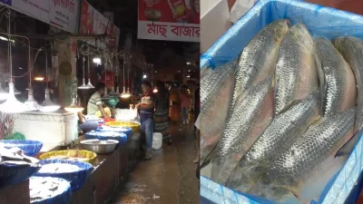 রংপুরসহ বিভাগের আট জেলার বিভিন্ন বাজারে পদ্মার ইলিশের নামে বেশি দামে অন্য স্থানের মাছ বিক্রি হচ্ছে