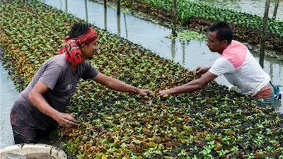 পানির ওপর ভাসমান ক্ষেত প্রস্তুতে ব্যস্ত কৃষক