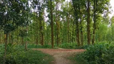 বন বিভাগ (সংগৃহীত ছবি)